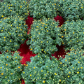 Chrysanthemum Gypsophilla Small 菊花满天星 2025