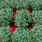 Chrysanthemum Gypsophilla Small 菊花满天星 2025