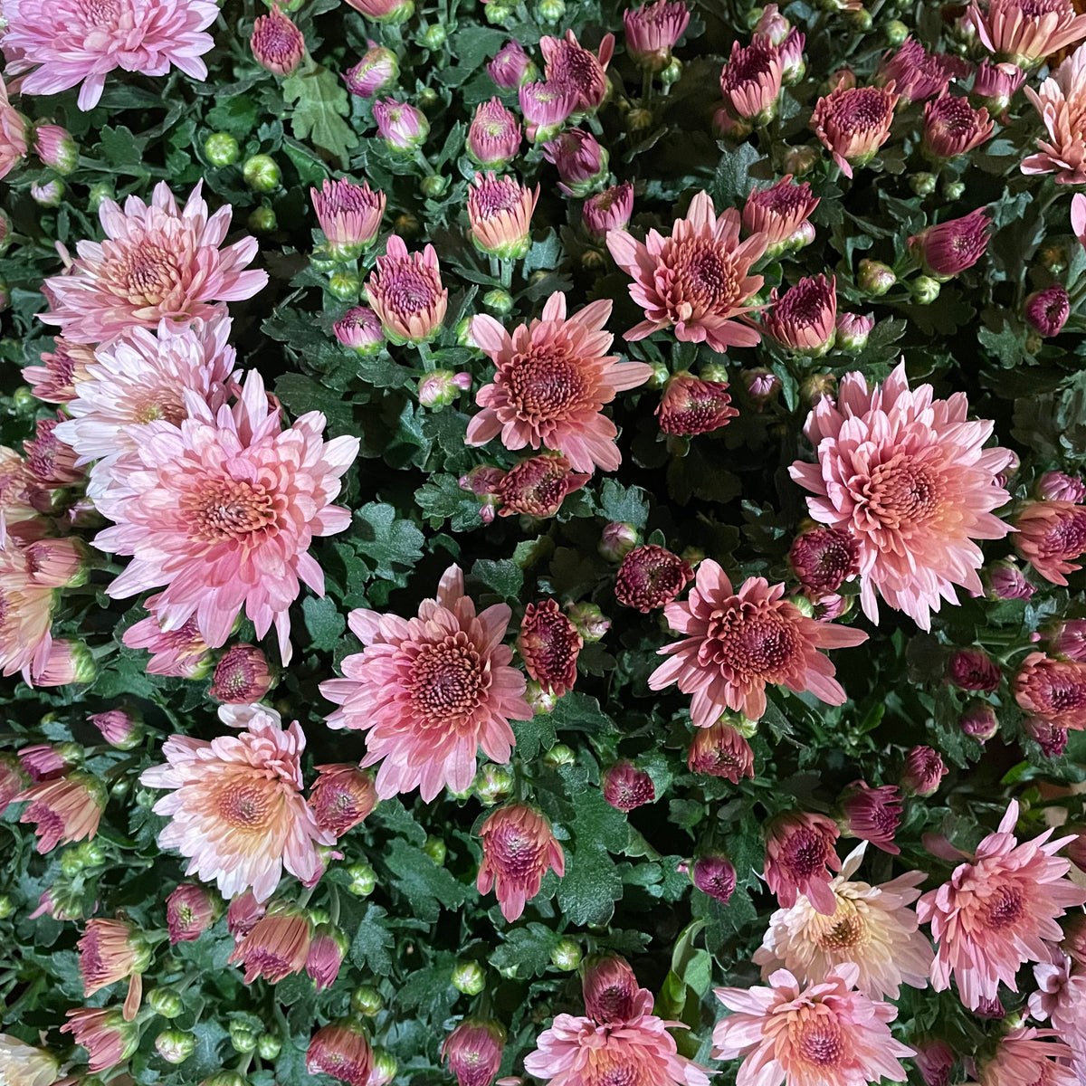 Chrysanthemum Gypsophilla P310 菊花满天星 2025