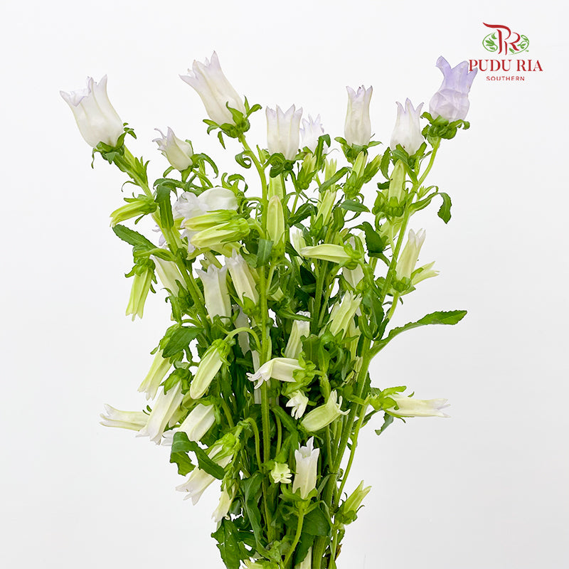 Campanula Light Purple 风铃草 - (Per Bundle)