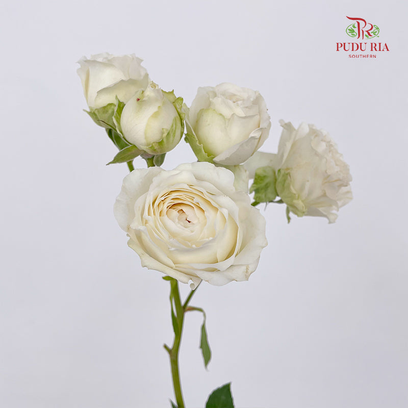 Rose Spray Princess Fairy Kiss White - (10-12 Stems)