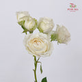 Rose Spray Princess Fairy Kiss White - (10-12 Stems)