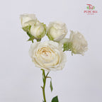 Rose Spray Princess Fairy Kiss White - (10-12 Stems)