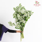 Euphorbia Marginata - (Per Bundle)