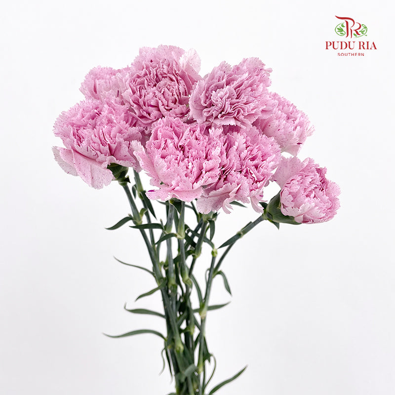 Carnation 康乃馨 Purple - (10 Stems)