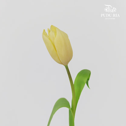 Tulip Light Yellow - (8-10 Stems)