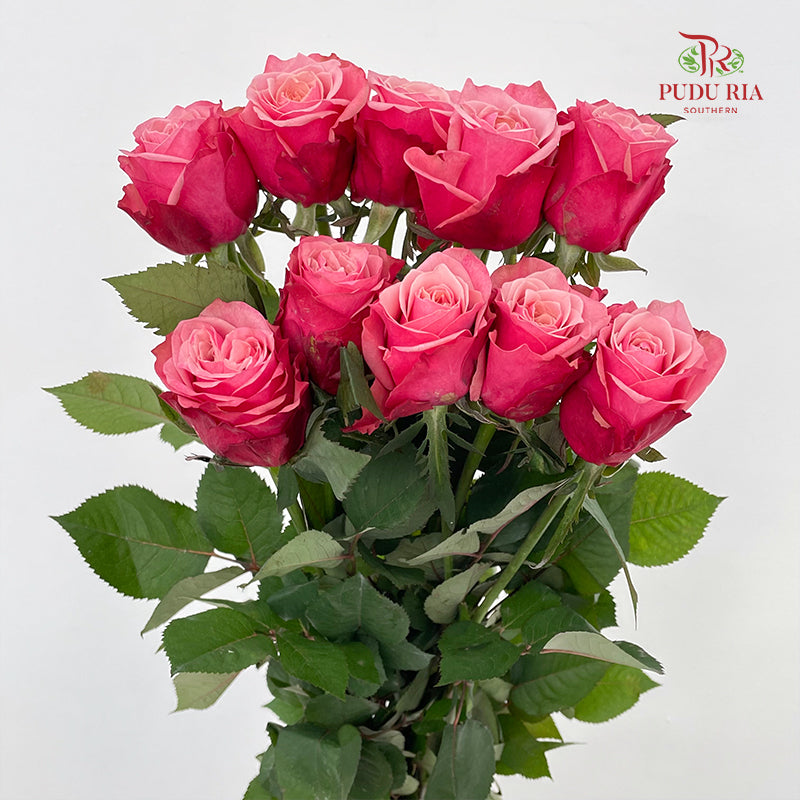 Rose Ladybro - (8-10 Stems)