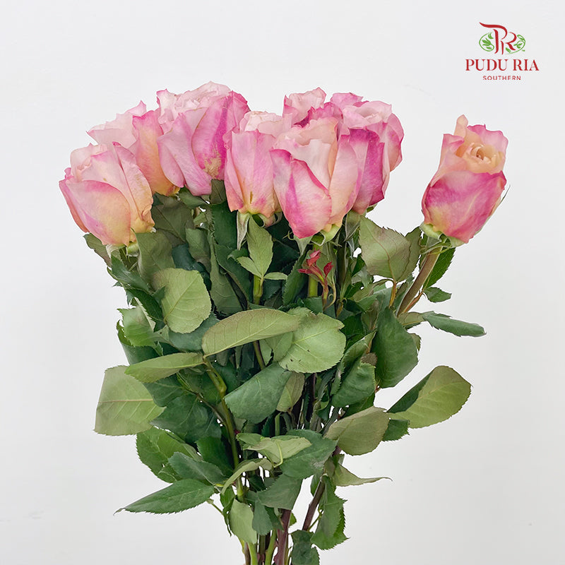 Rose Miyabi Cha - (8-10 Stems)