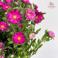 Mini Aster Pink 迷你翠菊 - (Per Bundle)