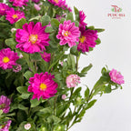 Mini Aster Pink 迷你翠菊 - (Per Bundle)