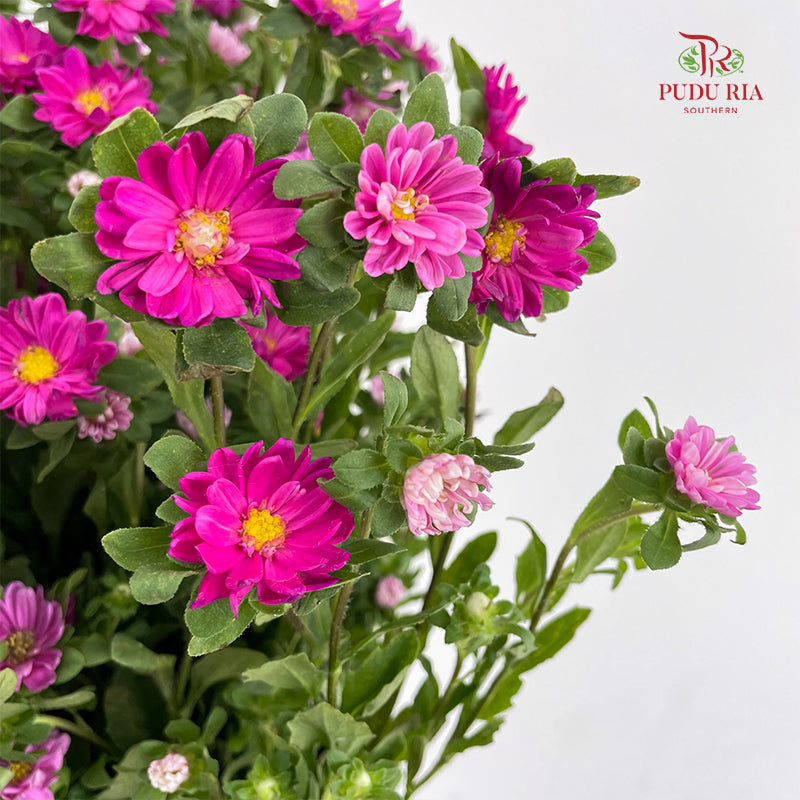 Mini Aster 迷你翠菊 Pink - (Per Bundle)