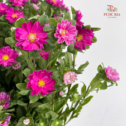 Mini Aster 迷你翠菊 Pink - (Per Bundle)