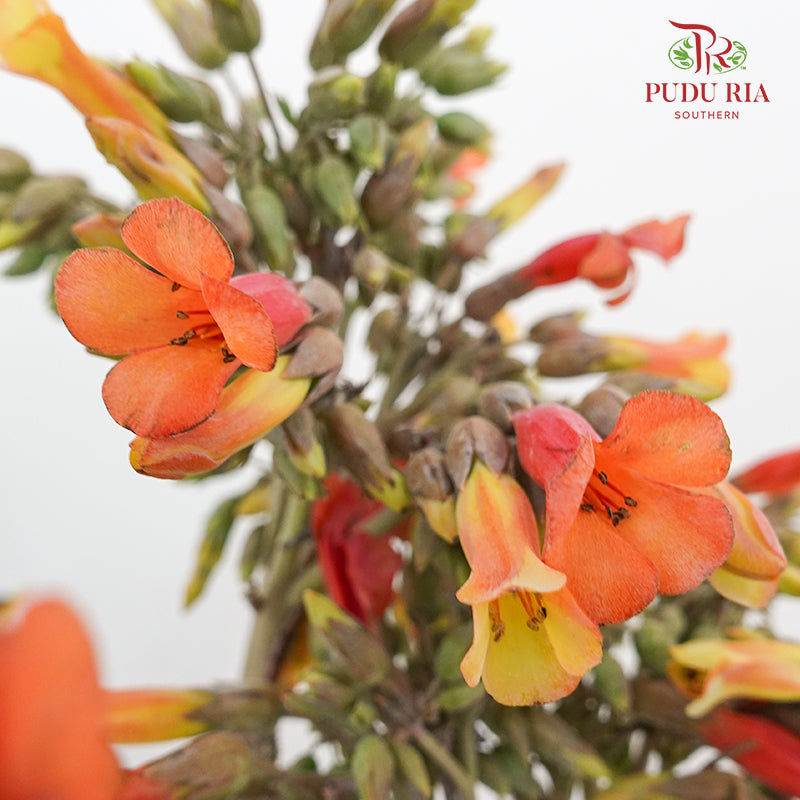 Kalanchoe Delagoensis (Fuchsia) - (Per Bundle)