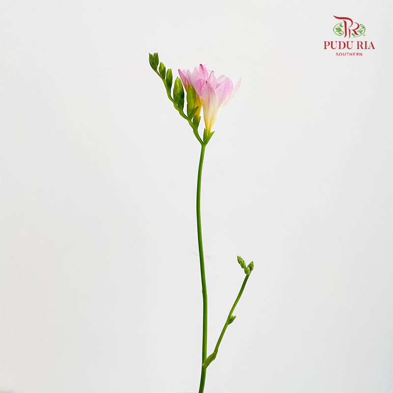 Freesia Dark Pink - (5 Stems)