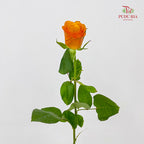 Rose Tabasco - (8-10 Stems)