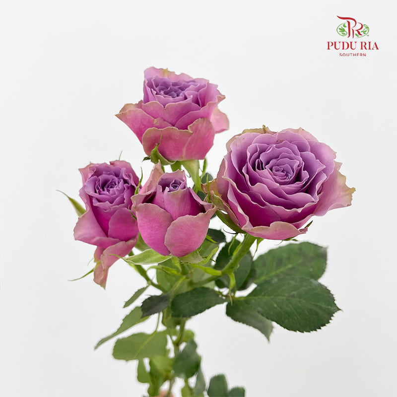 Rose Spray Purple Sky - (8-10 Stems)