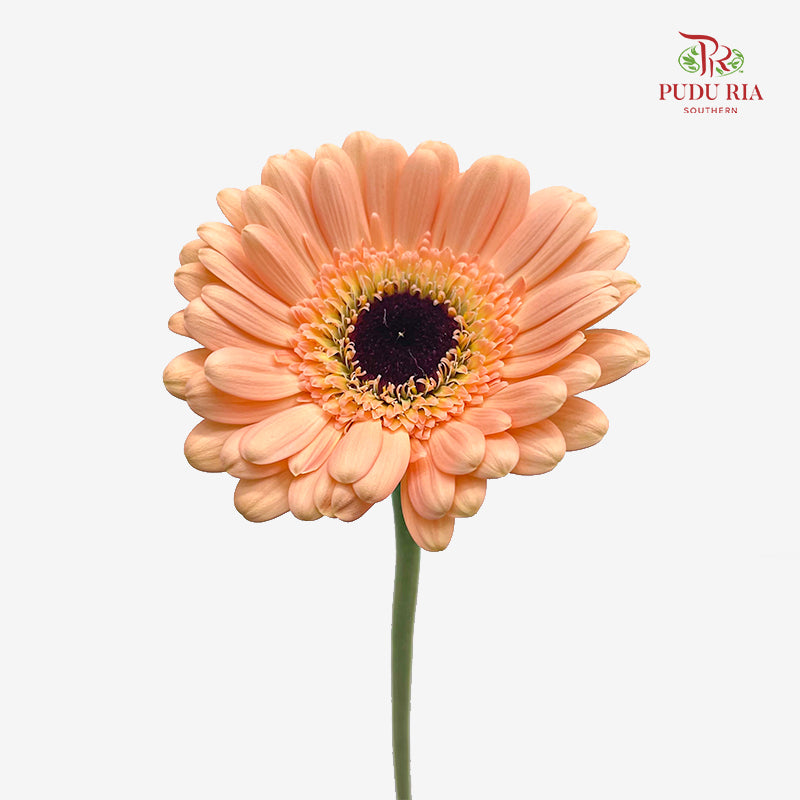 Gerbera Mini Orange 非洲菊 - (8-10 Stems)