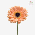 Gerbera Mini Orange 非洲菊 - (8-10 Stems)
