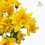Chrysanthemum Pompom Yellow / Orange 1 - (10-12 Stems)