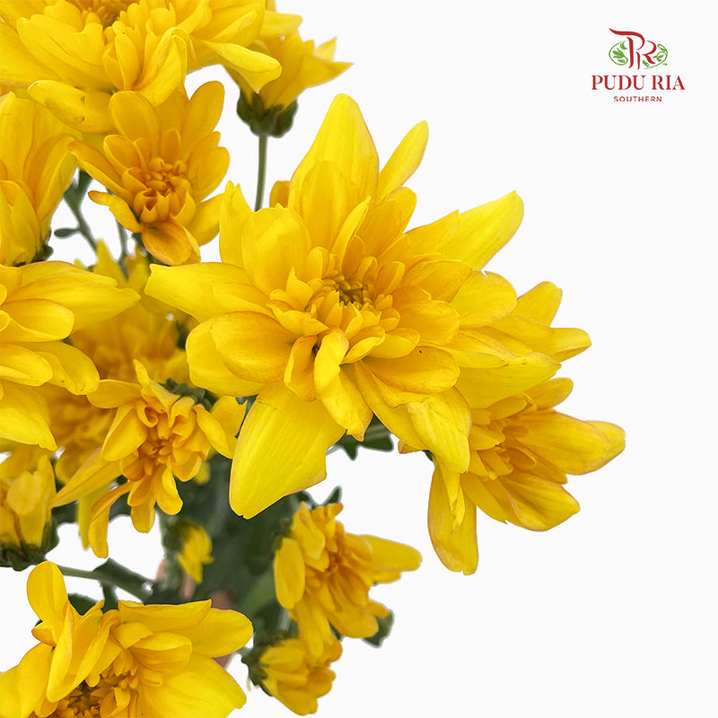 Chrysanthemum Pompom Yellow / Orange 1 - (10-12 Stems)