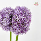Allium Globemaster 大花葱球王 - (2 Stems)