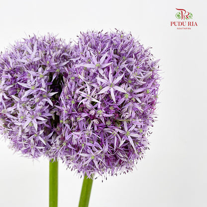 Allium Globemaster 大花葱球王 - (2 Stems)
