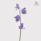 Sweet Pea Light Purple - (5 Stems)