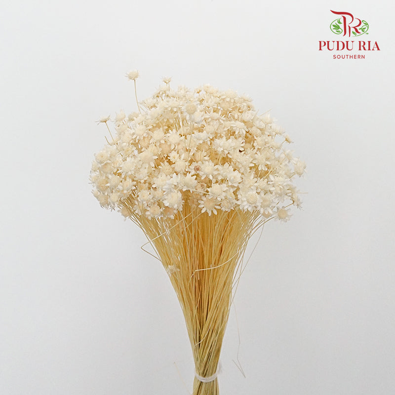 Dry Star Flower Bleach - Pudu Ria Florist Southern
