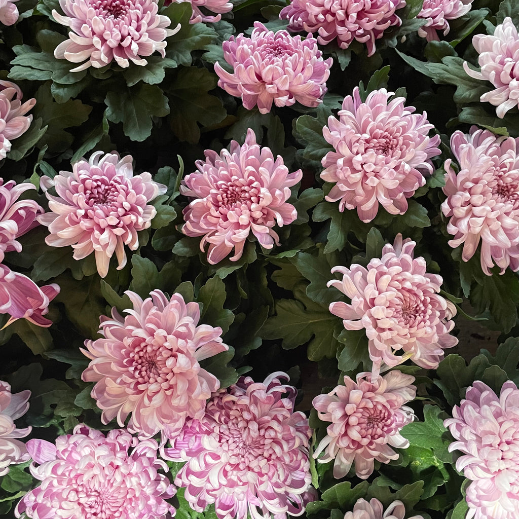 Chrysanthemum Pom-Pom 150P 菊花 2025