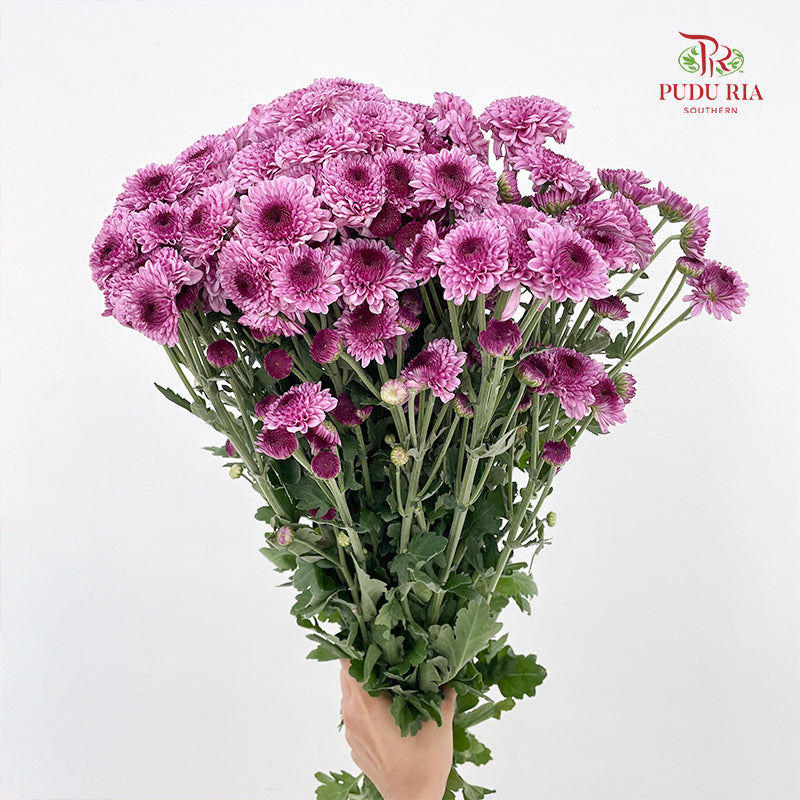 Chrysanthemum Pompom Two Tone Purple 2 - (10-12 Stems)