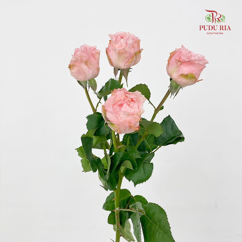 Rose Spray Georgia peach Spray - (6 Stems)
