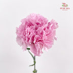 Carnation 康乃馨 Purple - (10 Stems)
