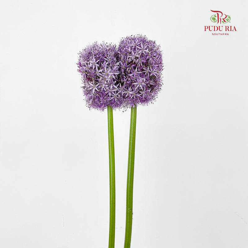 Allium Globemaster 大花葱球王 - (2 Stems)