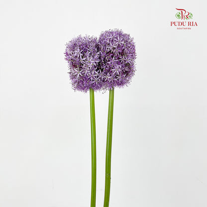 Allium Globemaster 大花葱球王 - (2 Stems)
