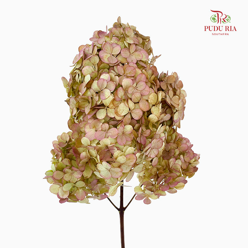 Hydrangea Pagoda Autumn 绣球花 - (Per Stem)