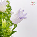 Campanula Light Purple 风铃草 - (Per Bundle)