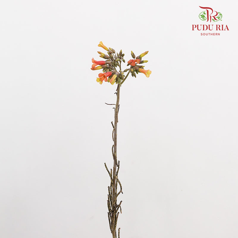 Kalanchoe Delagoensis (Fuchsia) - (Per Bundle)