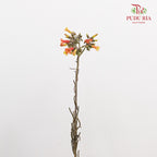 Kalanchoe Delagoensis (Fuchsia) - (Per Bundle)