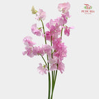 Sweet Pea Pink 香豌豆 - (5 Stems)