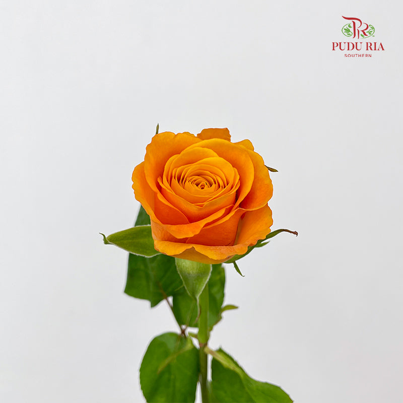 Rose Tabasco - (8-10 Stems)