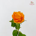 Rose Tabasco - (8-10 Stems)