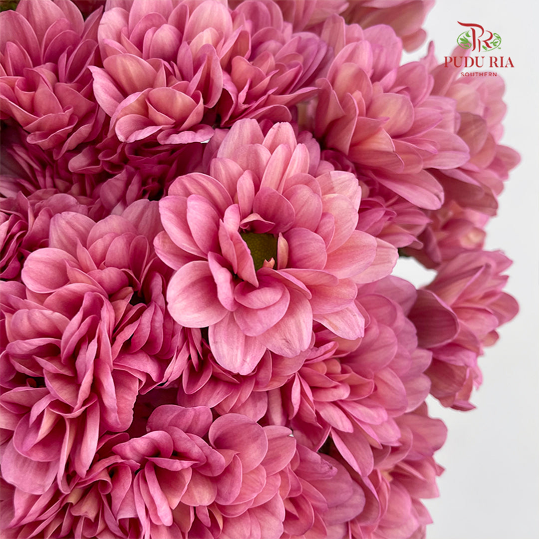 Chrysanthemum Pompom Resq Pink - (10-12 Stems)