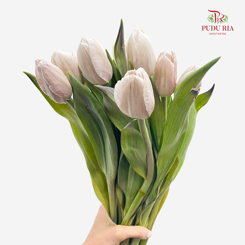 Tulip Dyed Colour Brown 郁金香 - (8-10 Stems)