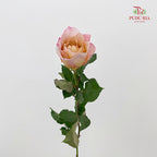 Rose Miyabi Cha - (8-10 Stems)