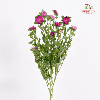Mini Aster 迷你翠菊 Pink - (Per Bundle)