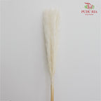 Dry Pampas Natural - White