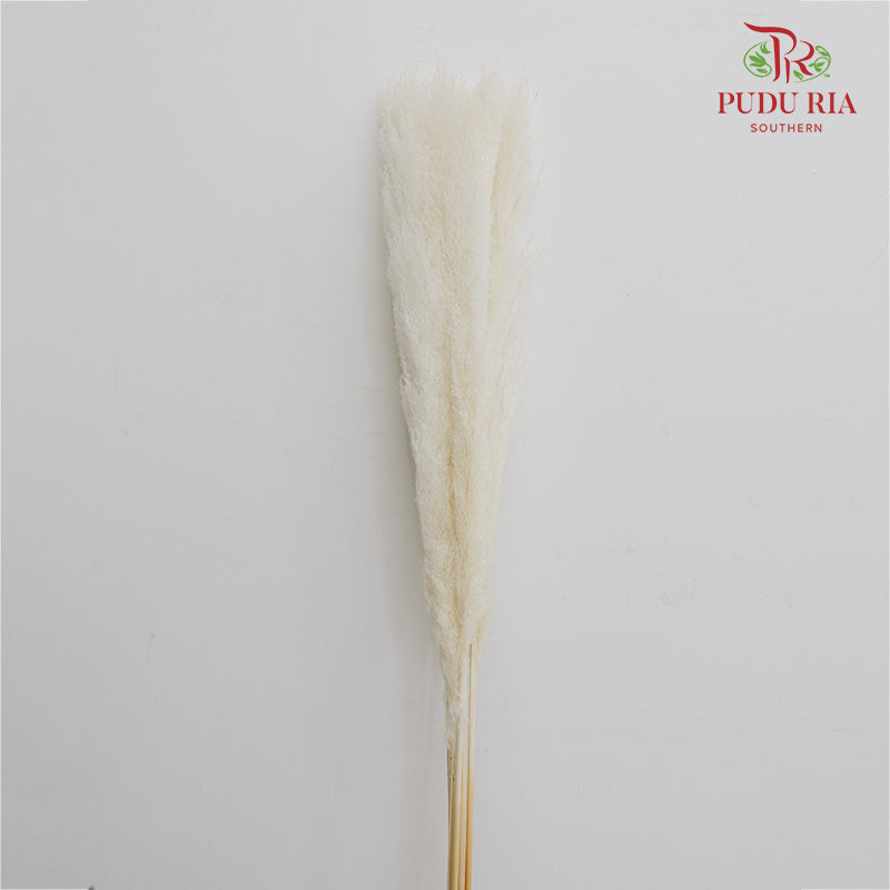 Dry Pampas Natural - White