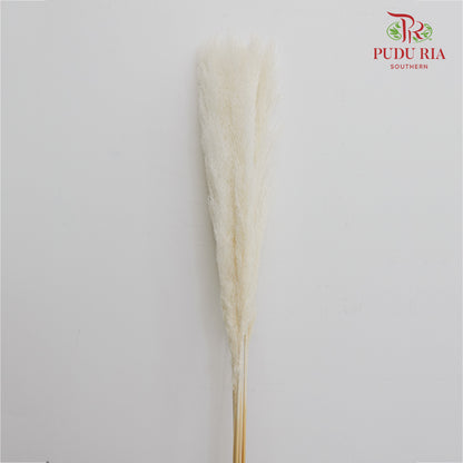 Dry Pampas Natural - White