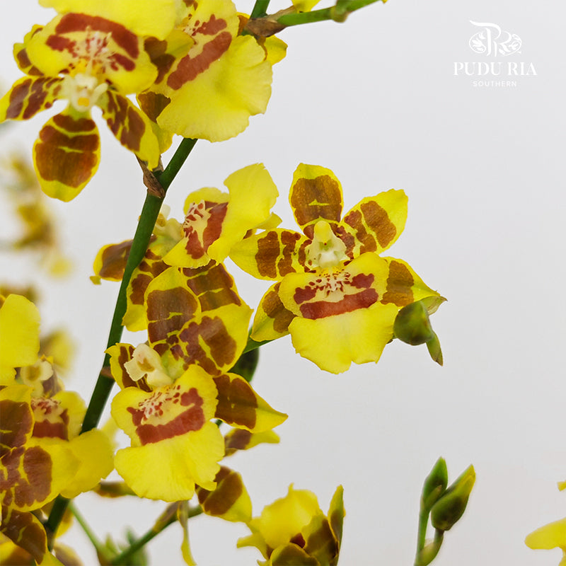 Dancing Lady Yellow Lips 文心兰 - (Per Bundle)