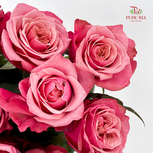 Rose Ladybro - (8-10 Stems)